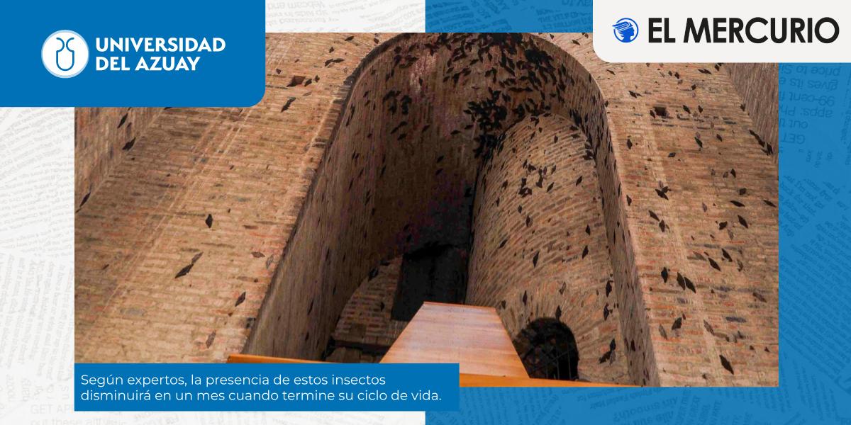 Por qué hay una gran concentración de «mashos» en Cuenca