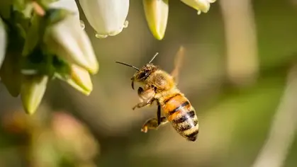 Día Mundial de las Abejas