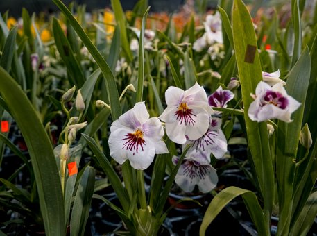 VIII Conferencia Científica de Orquídeas Andinas 2025